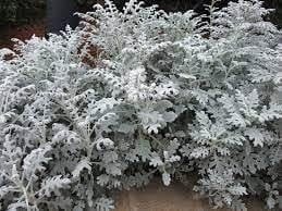Cineraria Maritima Flower seeds for Planting, Bright Blooms Heirloom & GMO Free Seeds for Home Garden