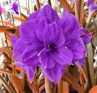Violet Amaryllis Flower seeds for Planting Shade Tolerant Heirloom & GMO Free Seeds for Home Garden