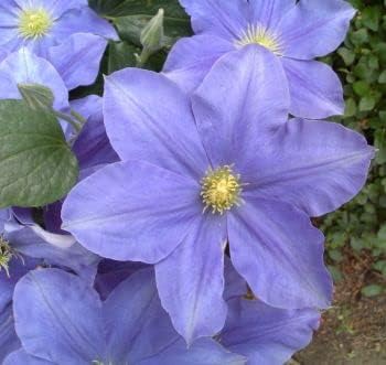 Clematis Blue Flower seeds for Planting - Colorful Display, Heirloom & GMO Free Seeds for Home Garden
 
 Sale seeds for planting in home garden