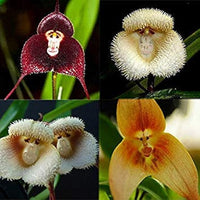 Mixed Monkey Orchid Flower seeds for Planting - Garden Favorite, Heirloom & GMO Free Seeds for Home Garden