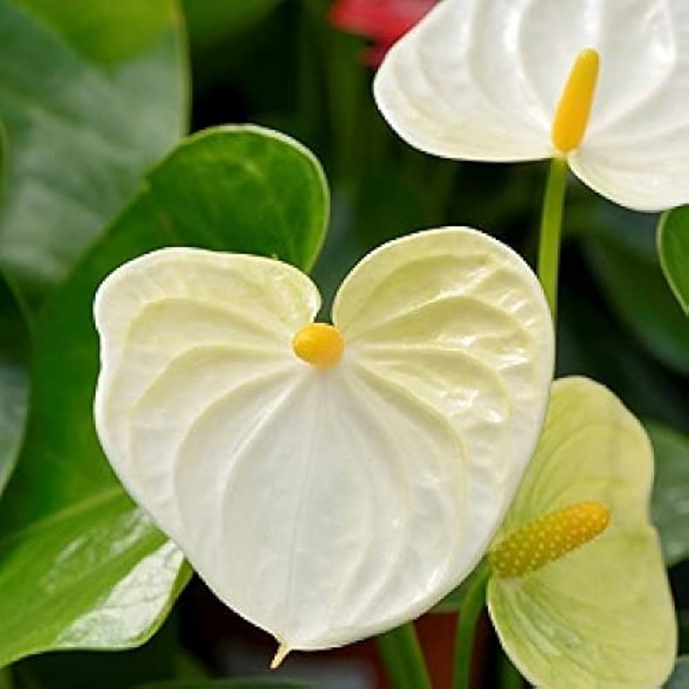 Light Yellow Anthurium Flower seeds for Planting - Sun Loving, Heirloom & GMO Free Seeds for Home Garden