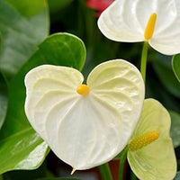 Light Yellow Anthurium Flower seeds for Planting - Sun Loving, Heirloom & GMO Free Seeds for Home Garden