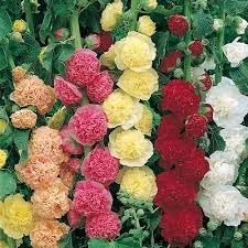 Mallow Alcea Rosea Flower seeds for Planting - Seasonal Bloomer, Heirloom & GMO Free Seeds for Home Garden
 
 Sale seeds for planting in home garden