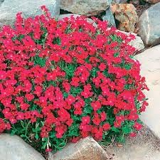 Aubrieta Berro Flower seeds for Planting - Shade Tolerant, Heirloom & GMO Free Seeds for Home Garden
 
 Sale seeds for planting in home garden