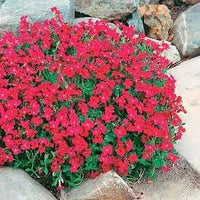 Aubrieta Berro Flower seeds for Planting - Shade Tolerant, Heirloom & GMO Free Seeds for Home Garden
 
 Sale seeds for planting in home garden