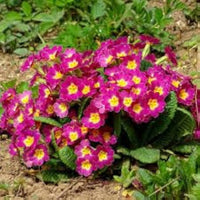 Mini Europe Primrose Flower Seeds for Bright, Small Garden Blooms