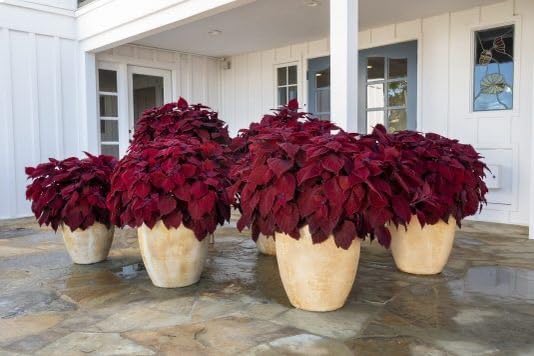 Maroon Coleus Flower seeds for Planting Colorful Display Heirloom & GMO Free Seeds for Home Garden