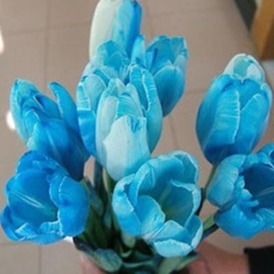 Blue Tulip Flower Seeds for Planting – Heirloom NonGMO Organic Garden Seeds with High Germination
 
 Sale