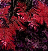 Red Fern Pteridophyta Seeds for Planting Perfect for Borders Heirloom & GMO Free Seeds for Home Garden
 
 Sale