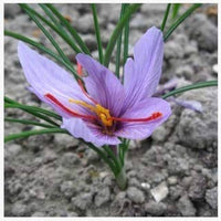 Saffron Flower Seeds (Crocus Sativus) for Gourmet Spice Harvest