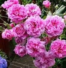 Pink Damask Flower seeds for Planting - Pollinator Friendly, Heirloom & GMO Free Seeds for Home Garden
 
 Sale for planting in home garden.