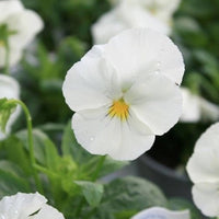 White Pansy Flower seeds for Planting Wildflower Mix Heirloom & GMO Free Seeds for Home Garden
 
 Sale