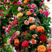 Mixed Color Home Garden Rose Flower Seeds for Planting Low Maintenance Heirloom & GMO Free Seeds for Home Garden
 
 Sale