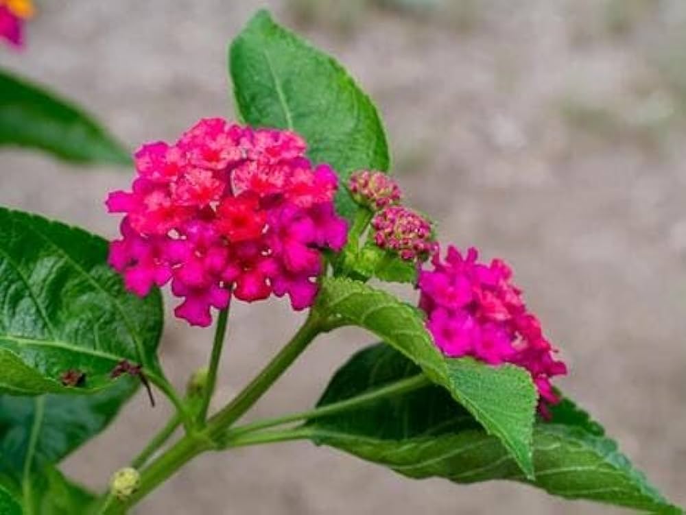 Pink Lantana Flower Planting Seeds - Brighten Your Garden with Vibrant Blooms