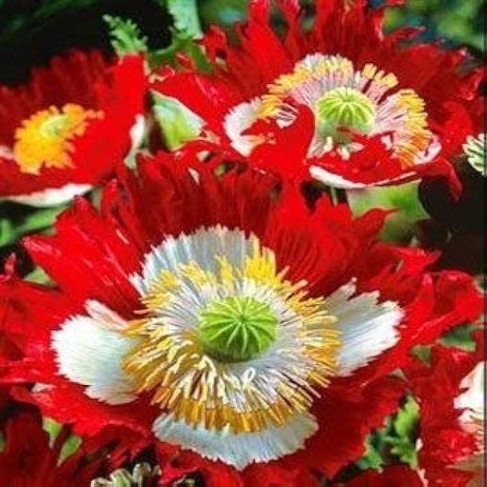 Danish Flower seeds for Planting Garden Favorite Heirloom & GMO Free Seeds for Home Garden