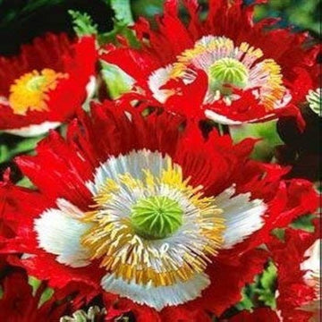 Danish Flower seeds for Planting Garden Favorite Heirloom & GMO Free Seeds for Home Garden