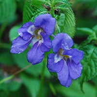 Blue Impatiens Flower seeds for Planting - Sun Loving, Heirloom & GMO Free Seeds for Home Garden