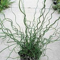 Heirloom Spiralis Flower seeds for Planting Easy to Grow Heirloom & GMO Free Seeds for Home Garden 
 
 Sale for planting in home garden