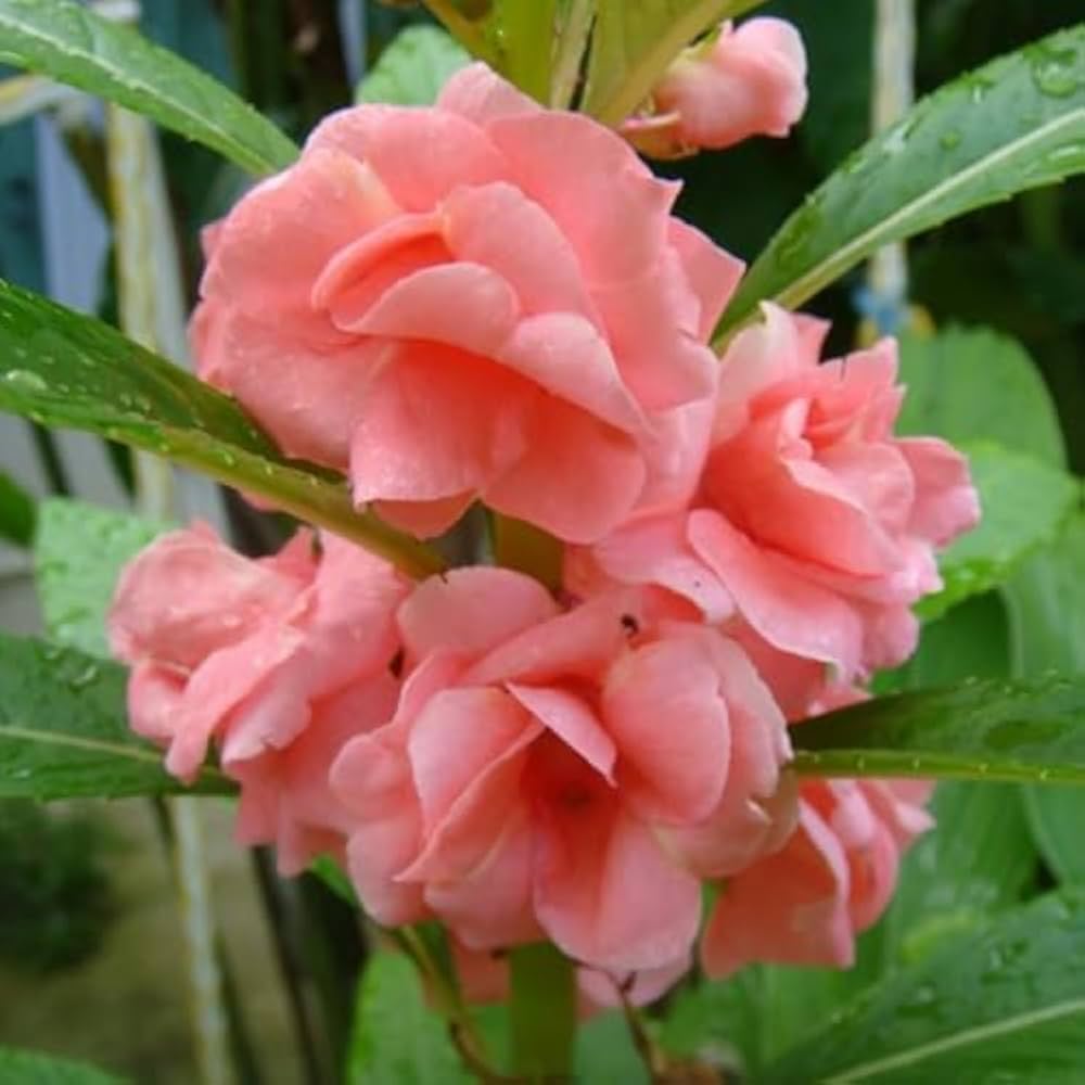 Baby Pink Balsam Flower seeds for Planting Perfect for Borders Heirloom & GMO Free Seeds for Home Garden 
 
 Sale