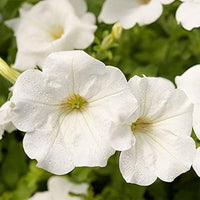Petunia Wave White Flower Seeds for Planting  Perfect for Vibrant Gardens