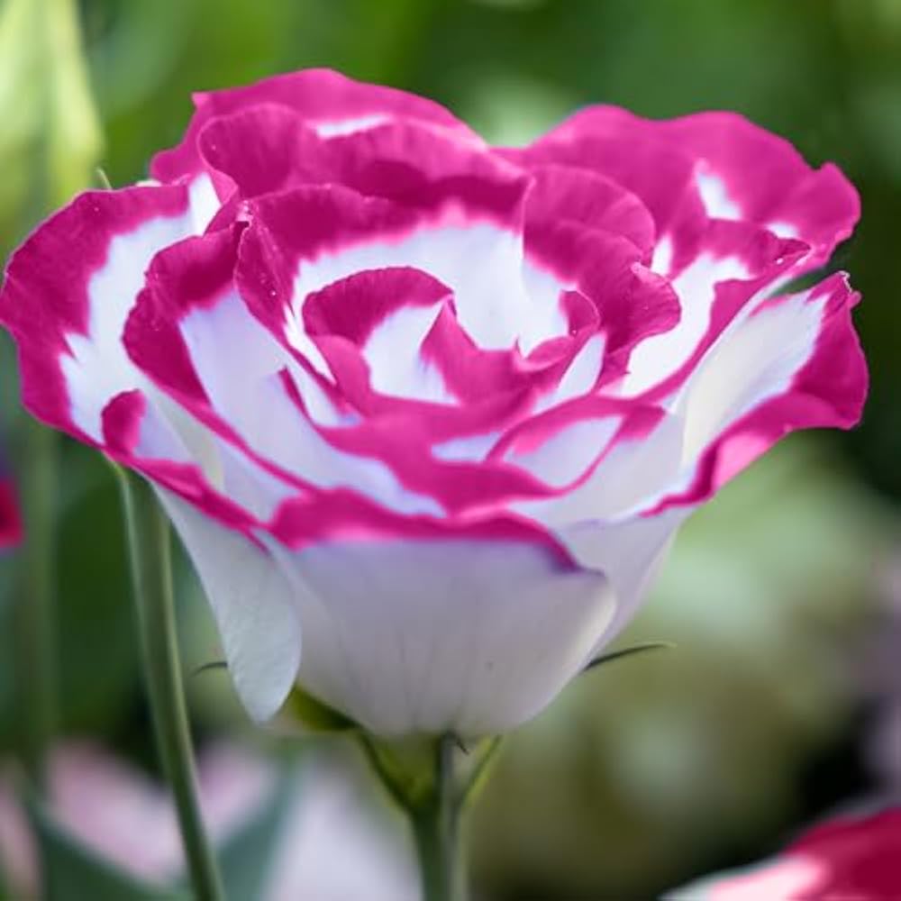 Pink White Eustoma Flower Seeds for Planting - Elegant Annual Blooms for Your Garden