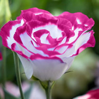 Pink White Eustoma Flower Seeds for Planting - Elegant Annual Blooms for Your Garden