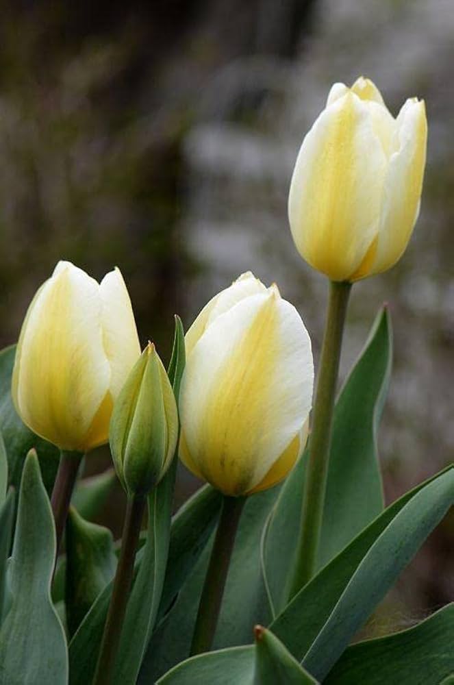 Light Yellow Tulip Flower seeds for Planting - Compact Growth, Heirloom & GMO Free Seeds for Home Garden
