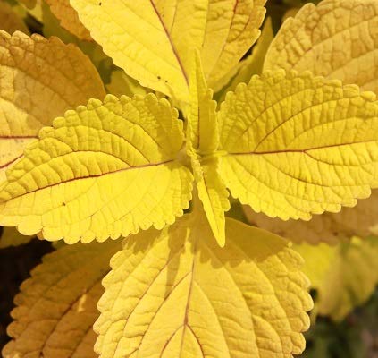 Yellow Coleus Seeds for Planting – Garden Favorite Heirloom & NonGMO Seeds for Home Garden
 
 Sale