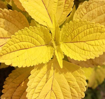 Yellow Coleus Seeds for Planting – Garden Favorite Heirloom & NonGMO Seeds for Home Garden
 
 Sale