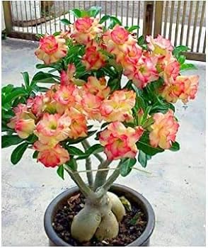 Yellow Red Adenium Obesum Flower Seeds for Planting Low Maintenance Heirloom & GMO Free Seeds for Home Garden  Sale