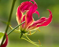 Flamme Lilien Flower seeds for Planting - Compact Growth, Heirloom & GMO Free Seeds for Home Garden
