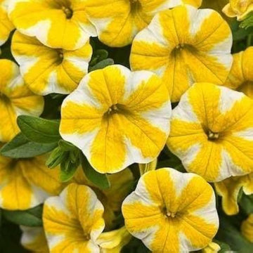 Yellow Double Petunia Flower Seeds for Planting Heirloom NONGMO Beautiful Garden Blooms Premium Quality 
 
 Sale