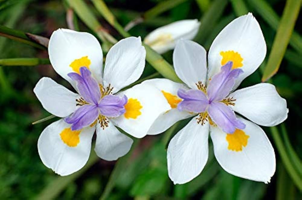 Iridioides Flower seeds for Planting Pollinator Friendly Heirloom & GMO Free Seeds for Home Garden