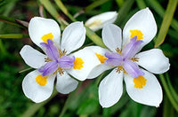 Iridioides Flower seeds for Planting Pollinator Friendly Heirloom & GMO Free Seeds for Home Garden