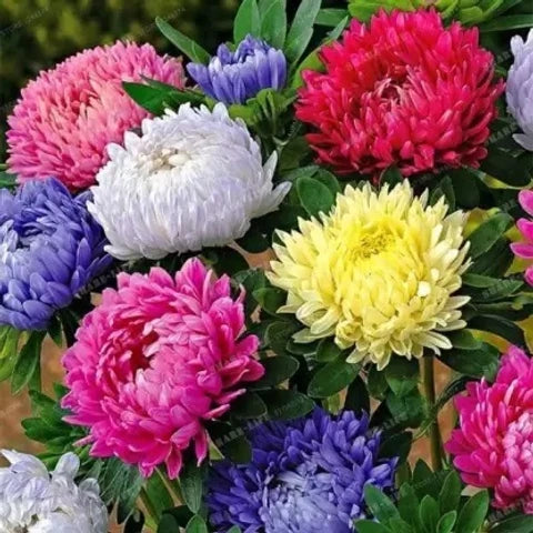 Mixed Colors Chrysanthemum Flower seeds for Planting - Cut Flower Favorite, Heirloom & GMO Free Seeds for Home Garden
