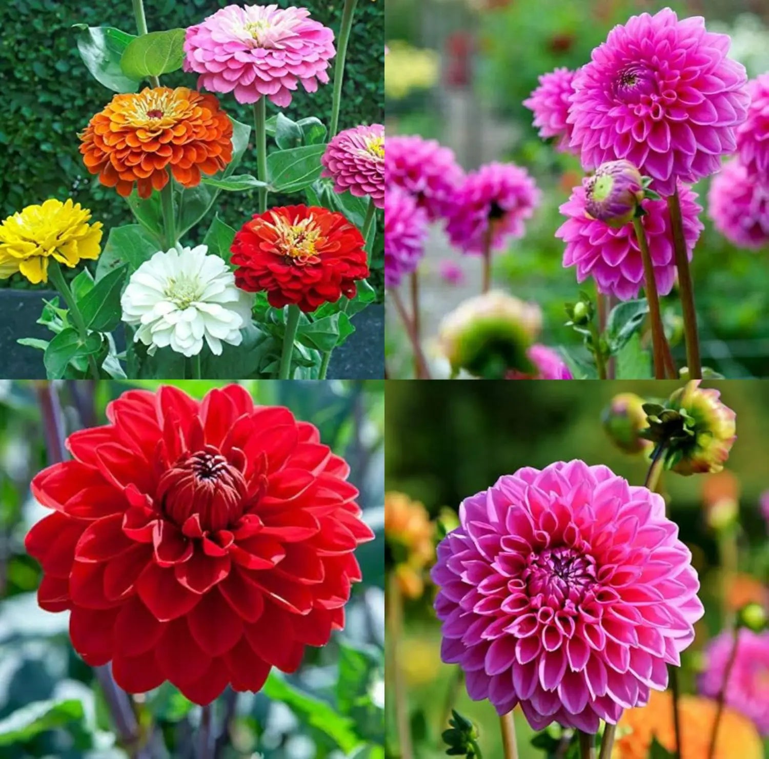 Heirloom Dahlias Flower seeds for Planting Vibrant Colors Heirloom & GMO Free Seeds for Home Garden