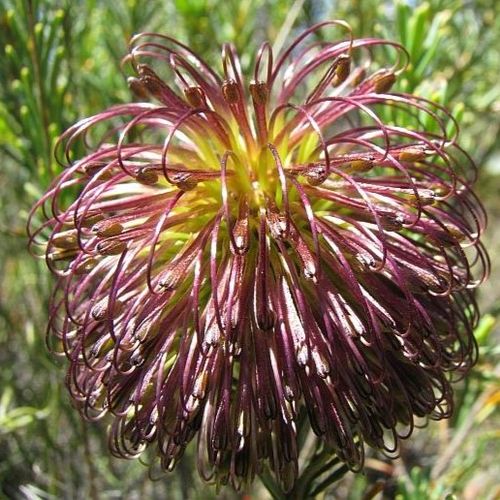 Violet Banksia Flower seeds for Planting, Pollinator Friendly Heirloom & GMO Free Seeds for Home Garden