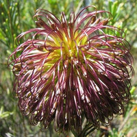 Violet Banksia Flower seeds for Planting, Pollinator Friendly Heirloom & GMO Free Seeds for Home Garden