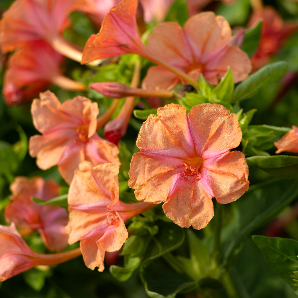 Orange Pink Mirabilis Flower seeds for Planting - Vibrant Colors, Heirloom & GMO Free Seeds for Home Garden