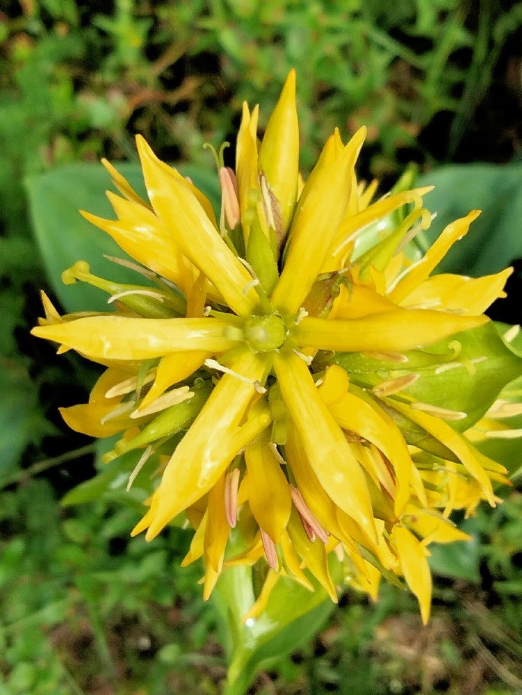 Yellow Gentian Flower seeds for Planting - Shade Tolerant, Heirloom & GMO Free Seeds for Home Garden