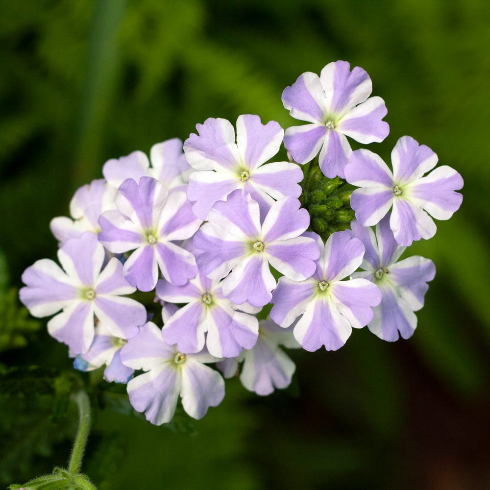 White Purple Verbena Flower seeds for Planting - Easy to Grow, Heirloom & GMO Free Seeds for Home Garden