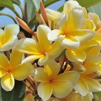 Plumeria Flower seeds for Planting - Shade Tolerant, Heirloom & GMO Free Seeds for Home Garden