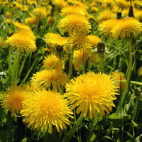 Dandelion Planting Seeds for Garden Growth | High-Quality Seeds for Easy Planting