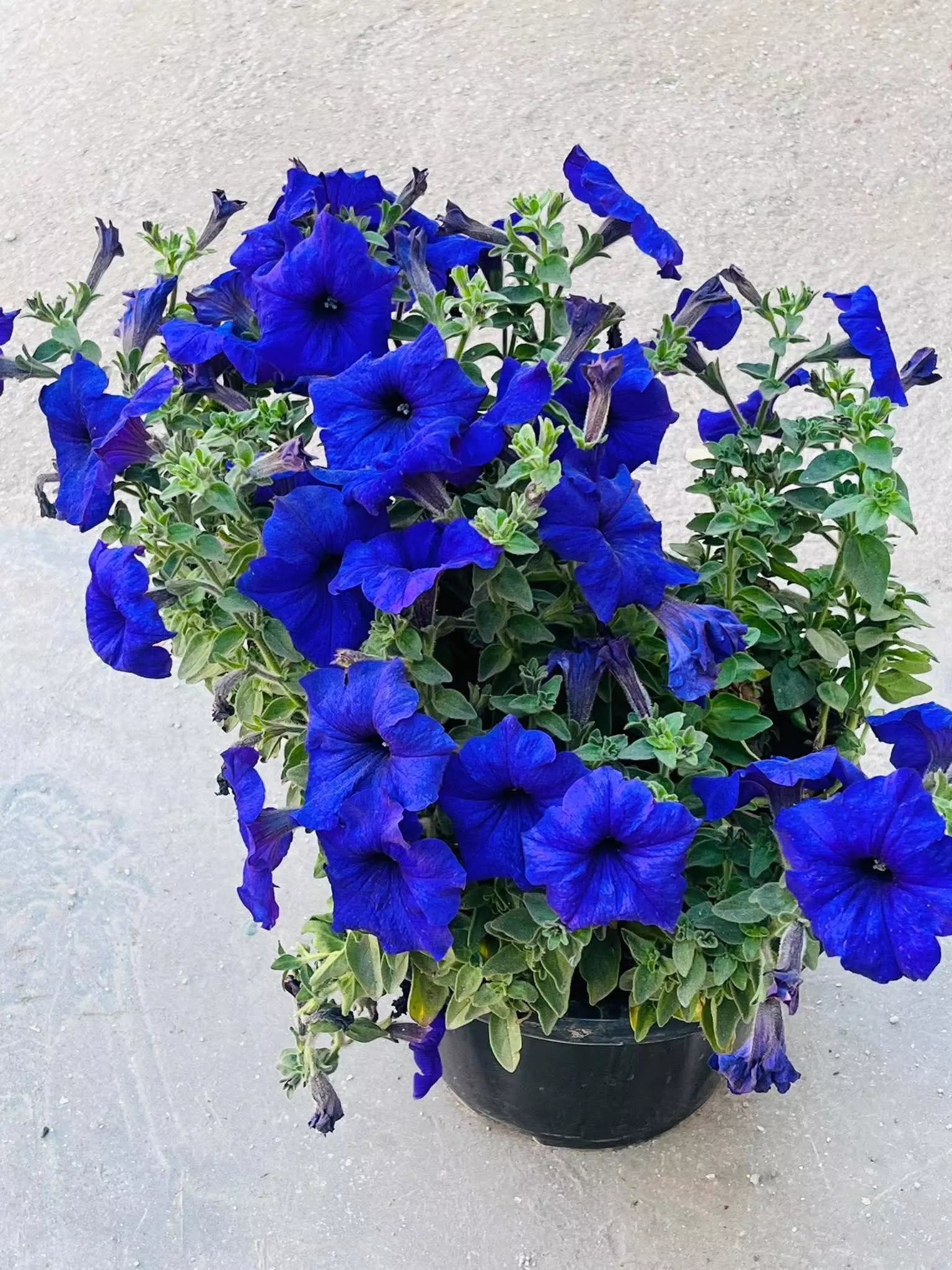 Deep Blue Petunia Flower Seeds for Planting Heirloom NONGMO Easy to Grow Garden Blooms 
 
 Sale