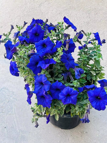 Deep Blue Petunia Flower Seeds for Planting Heirloom NONGMO Easy to Grow Garden Blooms 
 
 Sale