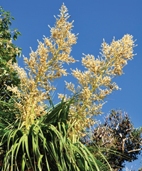 Yellow Beaucarnea Recurvata Flower seeds for Planting - Bright Blooms, Heirloom & GMO Free Seeds for Home Garden
 
 Sale seeds for home garden