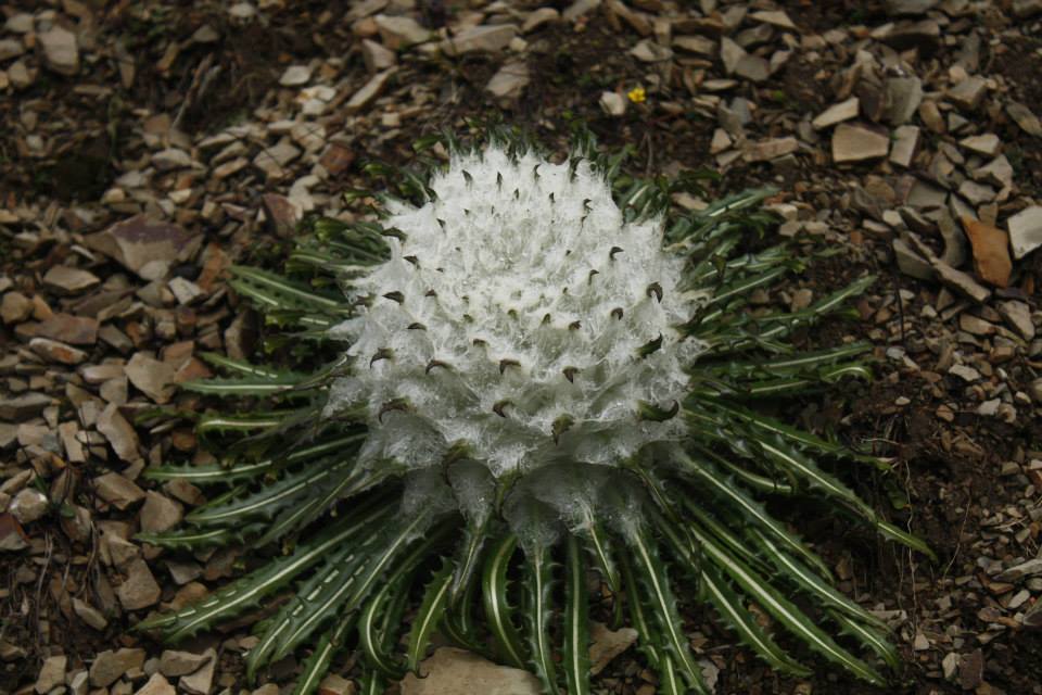 Saussurea Flower seeds for Planting Premium Quality Heirloom & GMO Free Seeds for Home Garden 
 
 Sale