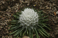 Saussurea Flower seeds for Planting Premium Quality Heirloom & GMO Free Seeds for Home Garden 
 
 Sale