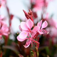 Gaura Flower seeds for Planting Easy to Grow Heirloom & GMO Free Seeds for Home Garden