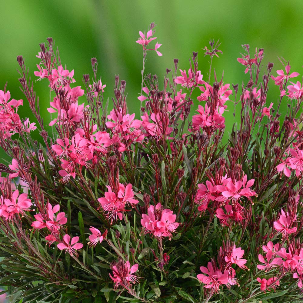 Pink Gaura Flower seeds for Planting - Cottage Garden Essential, Heirloom & GMO Free Seeds for Home Garden
